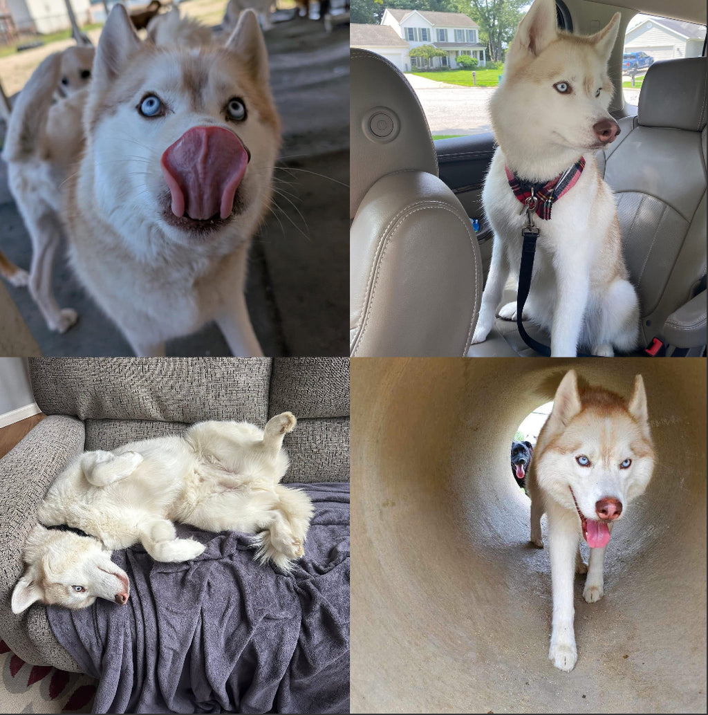 Classic Zip around custom print (custom order with your photo)