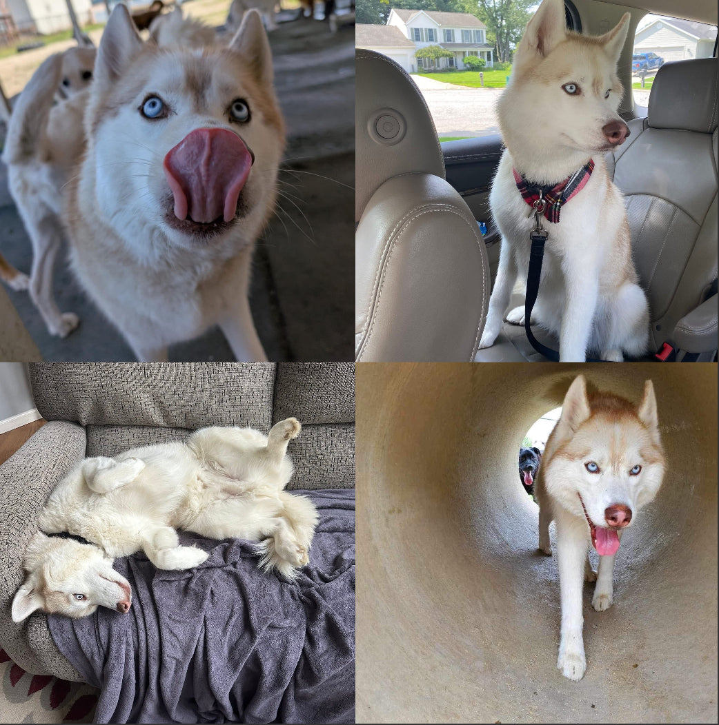 Classic Zip around custom print (custom order with your photo)